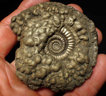 Load image into Gallery viewer, Huge Crucilobiceras pyrite ammonite fossil (72 mm)