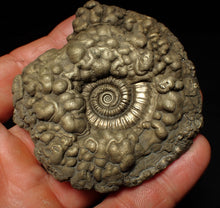Load image into Gallery viewer, Huge Crucilobiceras pyrite ammonite fossil (72 mm)
