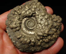 Load image into Gallery viewer, Huge Crucilobiceras pyrite ammonite fossil (72 mm)
