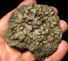 Load image into Gallery viewer, Huge Crucilobiceras pyrite ammonite fossil (72 mm)
