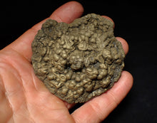 Load image into Gallery viewer, Huge Crucilobiceras pyrite ammonite fossil (72 mm)