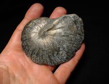 Load image into Gallery viewer, Large Oxynoticeras pyrite ammonite fossil (85mm)