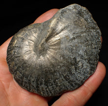Load image into Gallery viewer, Large Oxynoticeras pyrite ammonite fossil (85mm)