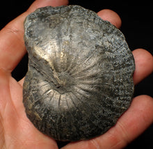 Load image into Gallery viewer, Large Oxynoticeras pyrite ammonite fossil (85mm)