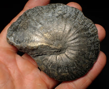 Load image into Gallery viewer, Large Oxynoticeras pyrite ammonite fossil (85mm)