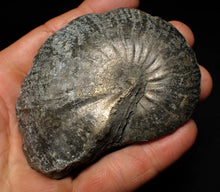 Load image into Gallery viewer, Large Oxynoticeras pyrite ammonite fossil (85mm)