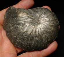 Load image into Gallery viewer, Large Oxynoticeras pyrite ammonite fossil (85mm)