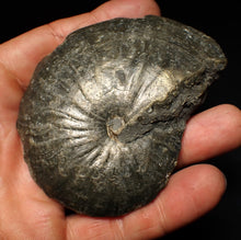Load image into Gallery viewer, Large Oxynoticeras pyrite ammonite fossil (85mm)