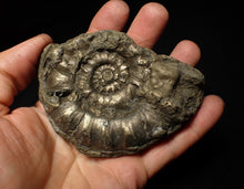 Load image into Gallery viewer, Huge pyrite Eteoderoceras (Eoderoceras) ammonite fossil (98 mm)