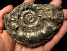 Load image into Gallery viewer, Huge pyrite Eteoderoceras (Eoderoceras) ammonite fossil (98 mm)