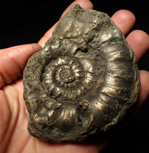 Load image into Gallery viewer, Huge pyrite Eteoderoceras (Eoderoceras) ammonite fossil (98 mm)