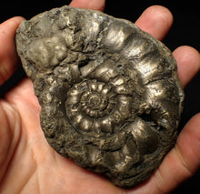 Load image into Gallery viewer, Huge pyrite Eteoderoceras (Eoderoceras) ammonite fossil (98 mm)