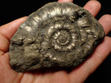 Load image into Gallery viewer, Huge pyrite Eteoderoceras (Eoderoceras) ammonite fossil (98 mm)