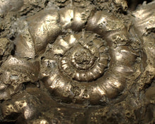 Load image into Gallery viewer, Huge pyrite Eteoderoceras (Eoderoceras) ammonite fossil (98 mm)