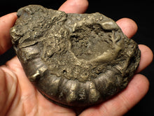 Load image into Gallery viewer, Huge pyrite Eteoderoceras (Eoderoceras) ammonite fossil (98 mm)