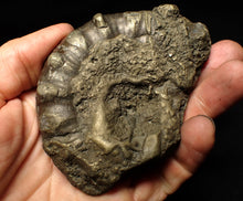 Load image into Gallery viewer, Huge pyrite Eteoderoceras (Eoderoceras) ammonite fossil (98 mm)