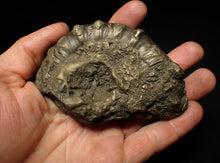 Load image into Gallery viewer, Huge pyrite Eteoderoceras (Eoderoceras) ammonite fossil (98 mm)
