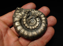 Load image into Gallery viewer, Large pyrite Eteoderoceras (Eoderoceras) ammonite fossil (61 mm)