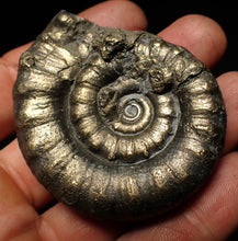 Load image into Gallery viewer, Large pyrite Eteoderoceras (Eoderoceras) ammonite fossil (61 mm)