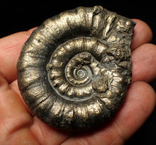 Load image into Gallery viewer, Large pyrite Eteoderoceras (Eoderoceras) ammonite fossil (61 mm)