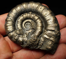 Load image into Gallery viewer, Large pyrite Eteoderoceras (Eoderoceras) ammonite fossil (61 mm)