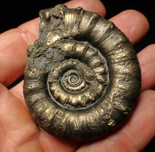 Load image into Gallery viewer, Large pyrite Eteoderoceras (Eoderoceras) ammonite fossil (61 mm)