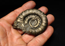 Load image into Gallery viewer, Large pyrite Eteoderoceras (Eoderoceras) ammonite fossil (61 mm)