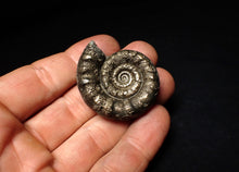 Load image into Gallery viewer, Perfect pyrite Eteoderoceras (Eoderoceras) ammonite fossil (42 mm)