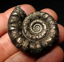 Load image into Gallery viewer, Perfect pyrite Eteoderoceras (Eoderoceras) ammonite fossil (42 mm)