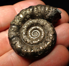 Load image into Gallery viewer, Perfect pyrite Eteoderoceras (Eoderoceras) ammonite fossil (42 mm)