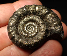 Load image into Gallery viewer, Perfect pyrite Eteoderoceras (Eoderoceras) ammonite fossil (42 mm)