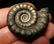 Load image into Gallery viewer, Perfect pyrite Eteoderoceras (Eoderoceras) ammonite fossil (42 mm)