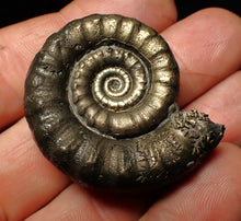 Load image into Gallery viewer, Perfect pyrite Eteoderoceras (Eoderoceras) ammonite fossil (42 mm)