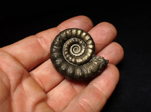 Load image into Gallery viewer, Perfect pyrite Eteoderoceras (Eoderoceras) ammonite fossil (42 mm)
