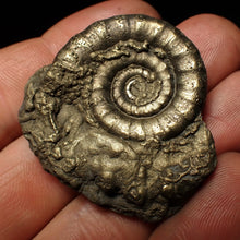 Load image into Gallery viewer, Perfect pyrite Eteoderoceras (Eoderoceras) ammonite fossil (42 mm)