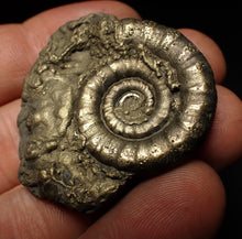 Load image into Gallery viewer, Perfect pyrite Eteoderoceras (Eoderoceras) ammonite fossil (42 mm)