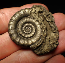 Load image into Gallery viewer, Perfect pyrite Eteoderoceras (Eoderoceras) ammonite fossil (42 mm)