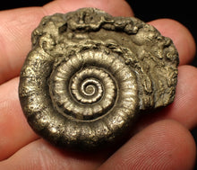 Load image into Gallery viewer, Perfect pyrite Eteoderoceras (Eoderoceras) ammonite fossil (42 mm)