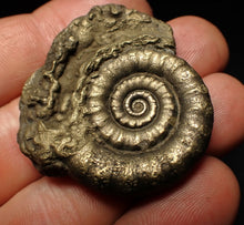 Load image into Gallery viewer, Perfect pyrite Eteoderoceras (Eoderoceras) ammonite fossil (42 mm)