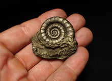 Load image into Gallery viewer, Perfect pyrite Eteoderoceras (Eoderoceras) ammonite fossil (42 mm)