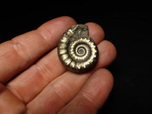 Load image into Gallery viewer, Pyrite Eteoderoceras (Eoderoceras) ammonite fossil (32 mm)