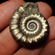 Load image into Gallery viewer, Pyrite Eteoderoceras (Eoderoceras) ammonite fossil (32 mm)