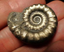 Load image into Gallery viewer, Pyrite Eteoderoceras (Eoderoceras) ammonite fossil (32 mm)