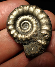 Load image into Gallery viewer, Pyrite Eteoderoceras (Eoderoceras) ammonite fossil (32 mm)