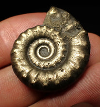 Load image into Gallery viewer, Pyrite Eteoderoceras (Eoderoceras) ammonite fossil (32 mm)