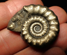 Load image into Gallery viewer, Pyrite Eteoderoceras (Eoderoceras) ammonite fossil (32 mm)