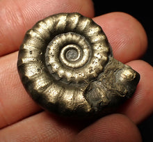 Load image into Gallery viewer, Pyrite Eteoderoceras (Eoderoceras) ammonite fossil (32 mm)