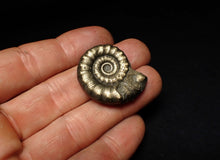 Load image into Gallery viewer, Pyrite Eteoderoceras (Eoderoceras) ammonite fossil (32 mm)