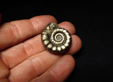 Load image into Gallery viewer, Pyrite Eteoderoceras (Eoderoceras) ammonite fossil (31 mm)