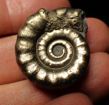 Load image into Gallery viewer, Pyrite Eteoderoceras (Eoderoceras) ammonite fossil (31 mm)